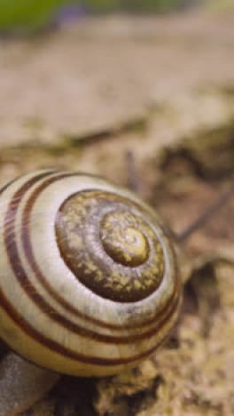 Vertikales-Video-Nahaufnahme-Schnecke-Gestreifte-Muschelrinde-Baum-UK-Wald-1